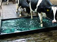 Sponsoreret MSD Animal Health: Klovsundhed har afgørende betydning for levetiden