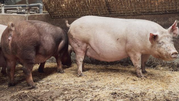 Danish Genetics: Moderegenskaber styrkes af flere data Danish Genetics: Moderegenskaber styrkes af flere data