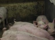 Sponsoreret MSD Animal Health