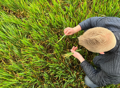 Septoria jagten er i gang