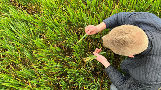 Septoria jagten er i gang